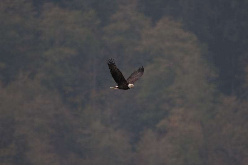 Bald Eagle In Flight